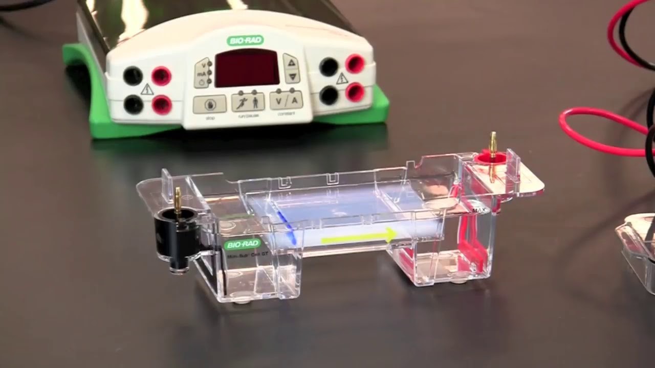 Agarose Gel Electrophoresis Assembly